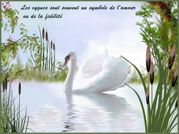 Les Cygnes